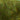 Green Fur