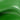 Green Oiled Leather